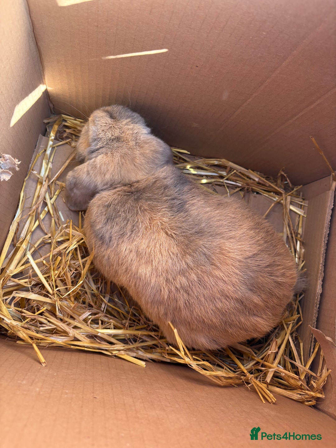 Cashmere Lop rabbits for sale: Mini cashmere lop (male) - Image 3