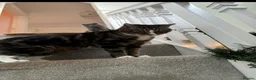 Scottish Fold cats for stud: Scottish Fold for Stud  - Advert 5