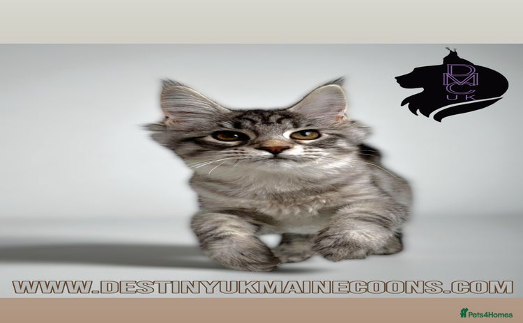 Maine Coon cats - Advert 1