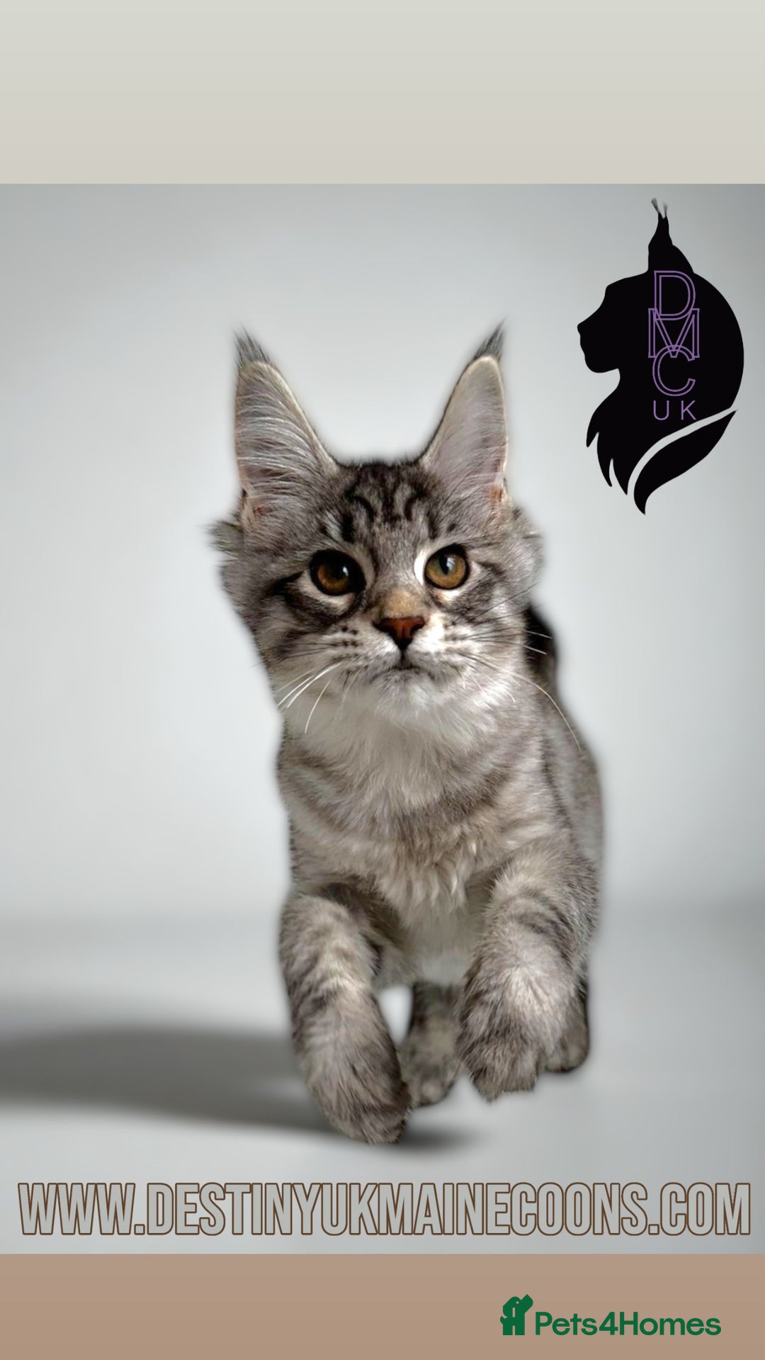 Maine Coon cats for sale: Ready Now- 2 Silver Female Pedigree Maine Coons - Image 1