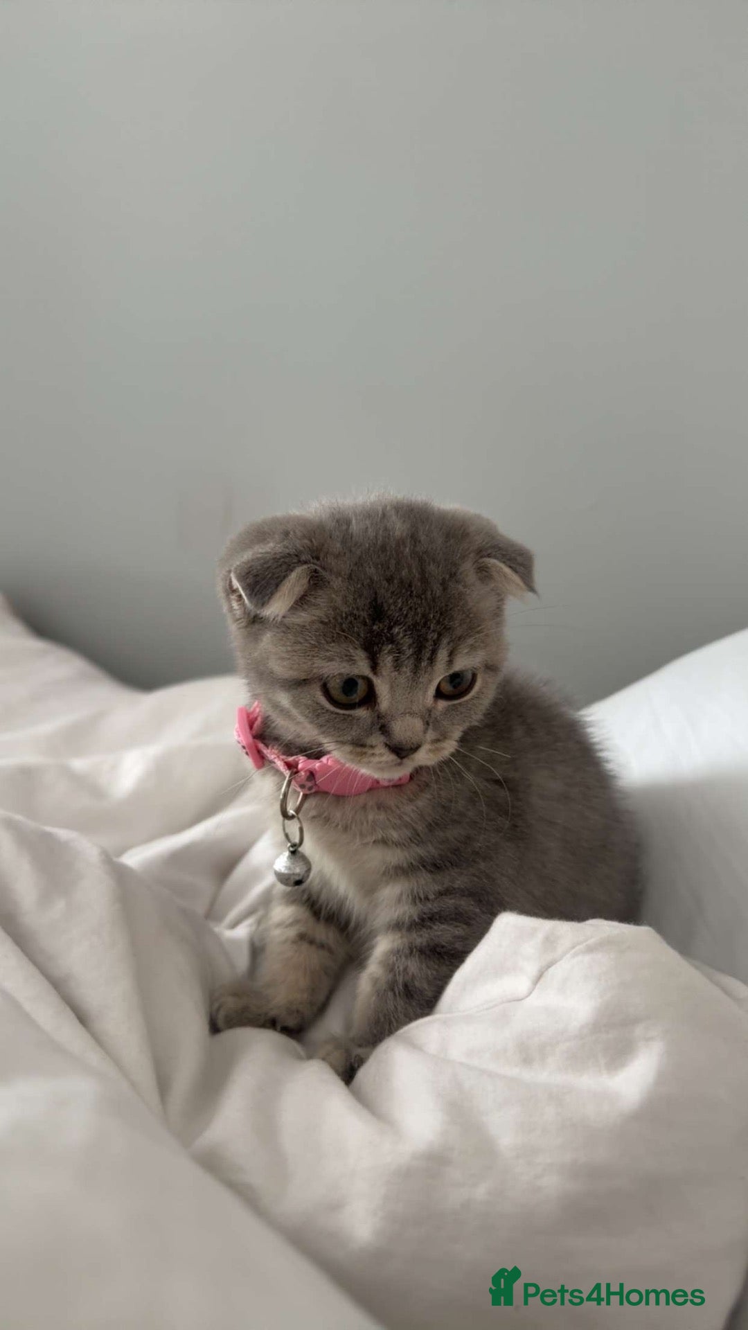 Scottish Fold cats Scottish Fold Kitten for Sale StarterPack Included - Advert 5