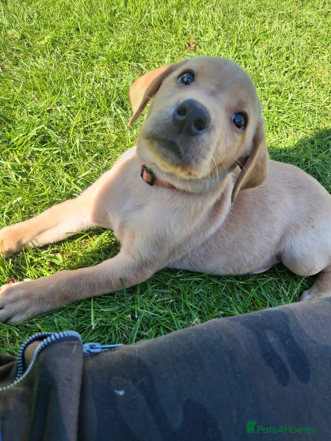 Labrador Retriever dogs for sale: 5th generation pedigree labs - Image 4