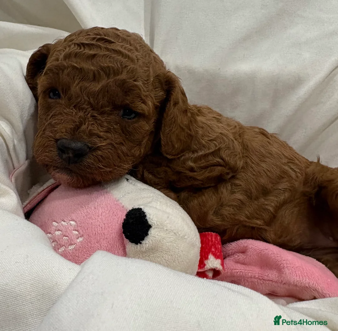 Cavapoo dogs for sale: Extensively DNA health tested and trained girl   - Advert 15