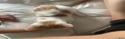 Mixed Breed cats for sale: 2 different litters - Advert 10