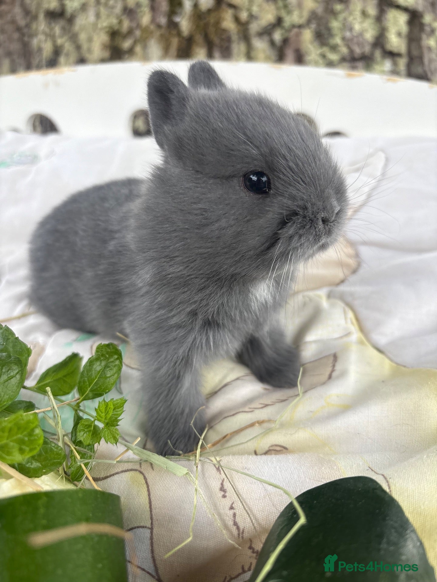 Netherland Dwarf rabbits Sweet blue Netherland Dwarf bunnies  - Advert 11