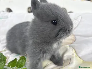 Netherland Dwarf rabbits Sweet blue Netherland Dwarf bunnies - Advert 11