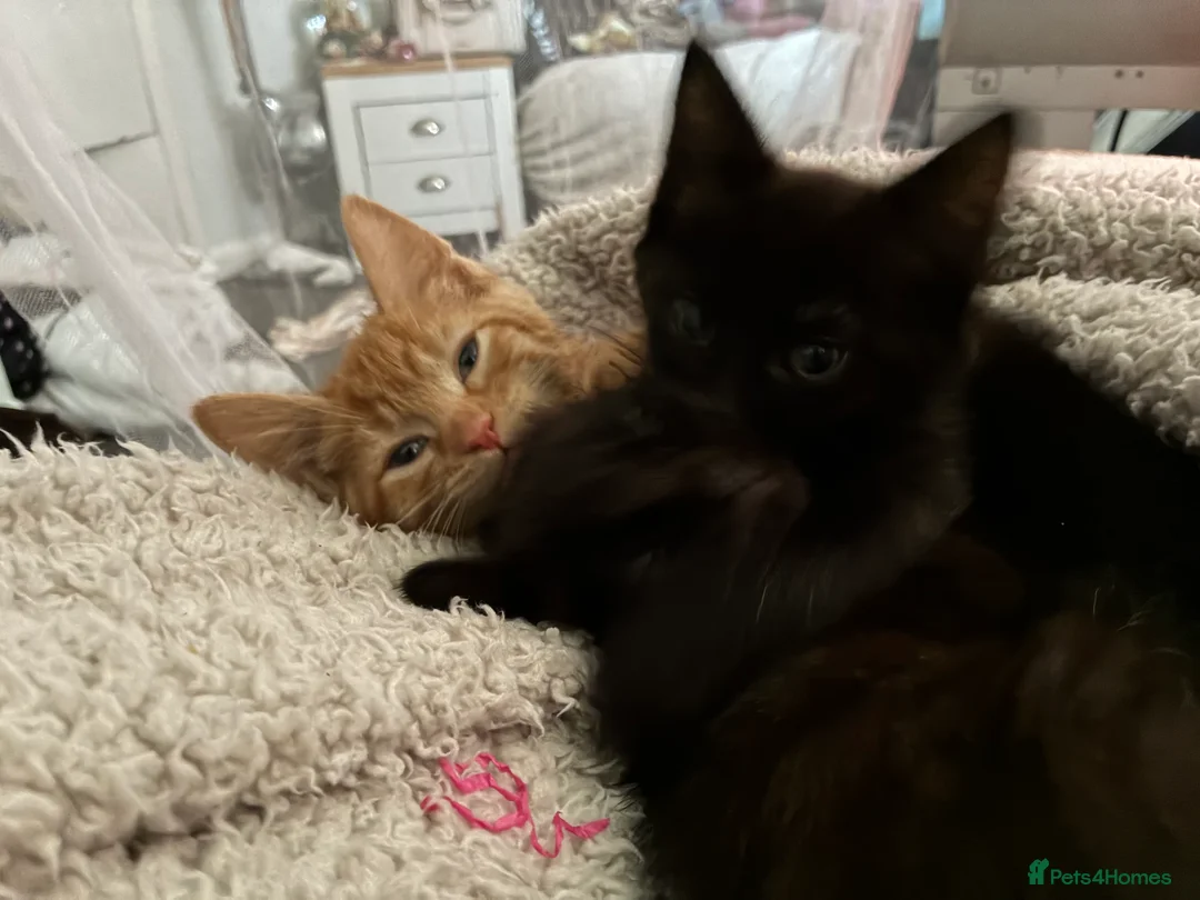 Mixed Breed cats for sale: Beautiful fluffy cuddly kittens for sale!!!  - Advert 8