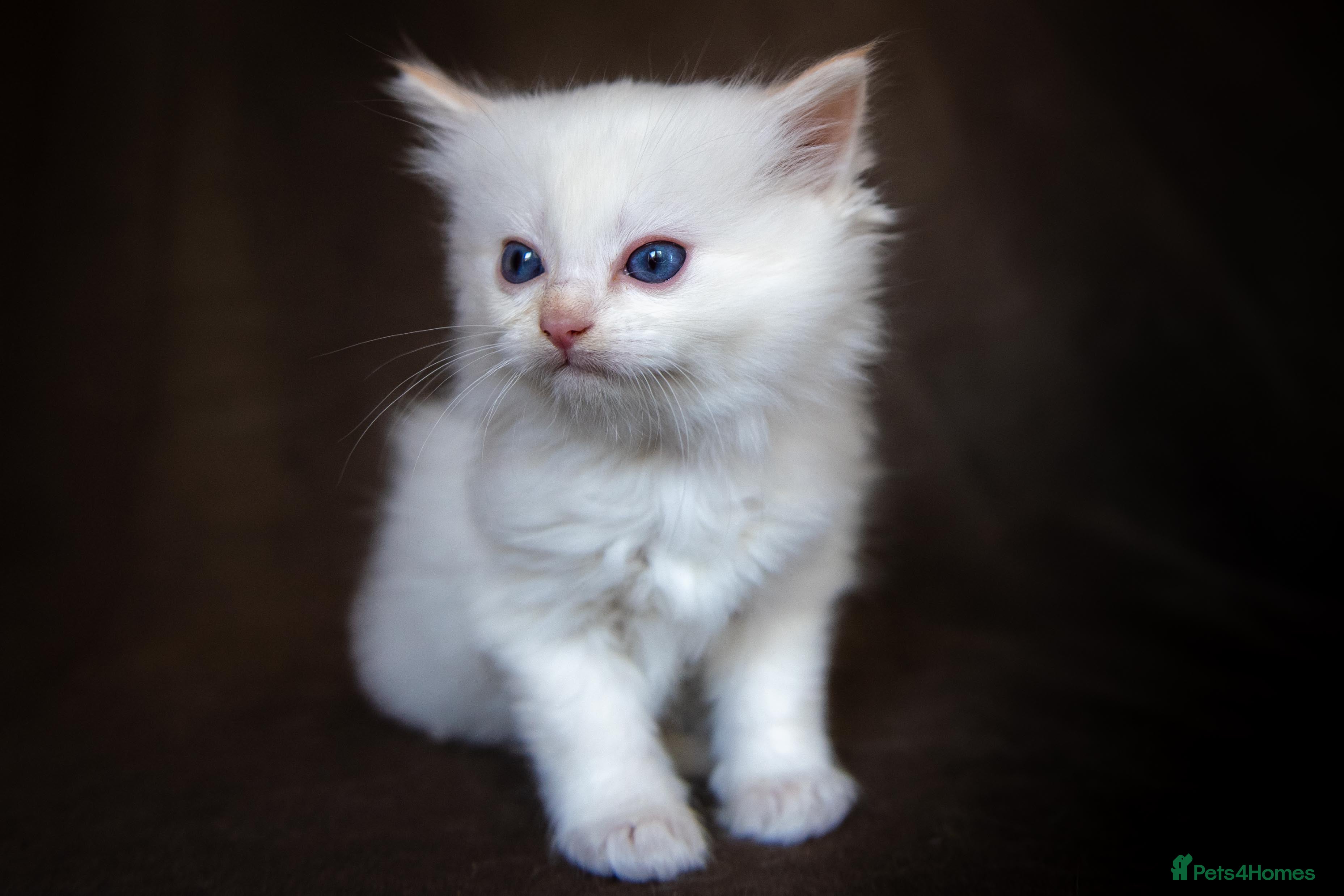 Ragdoll cats Flame Ragdoll Ready Dec 24th - Advert 7