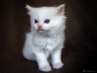 Ragdoll cats Flame Ragdoll Ready Dec 24th - Advert 5