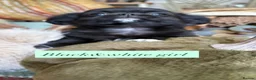 Chihuahua dogs for sale: Long Coat Russian bloodline Chihuahua - Advert 13