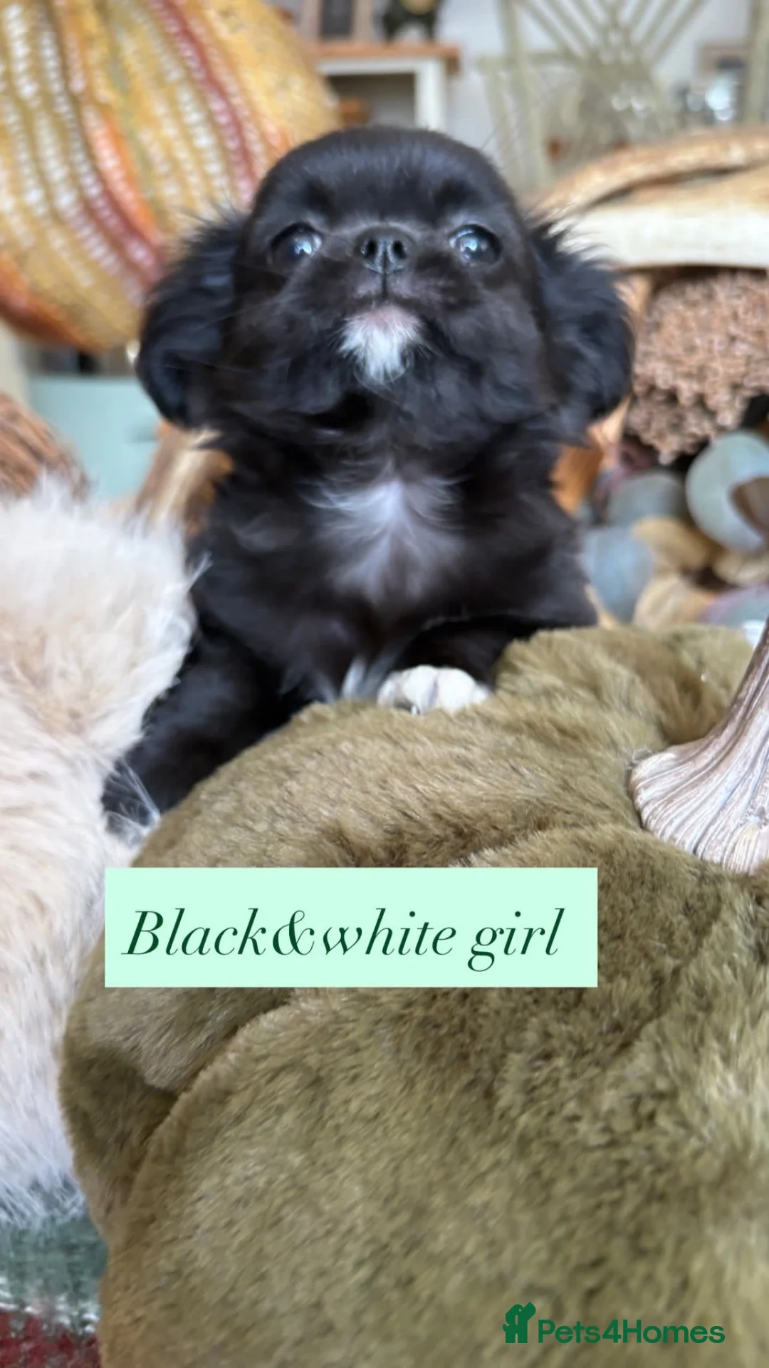Chihuahua dogs for sale: Long Coat Russian bloodline Chihuahua - Advert 13