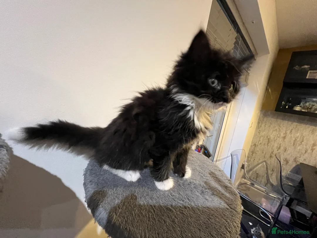 Mixed Breed cats for sale: kittens ready for a new home. - Advert 15