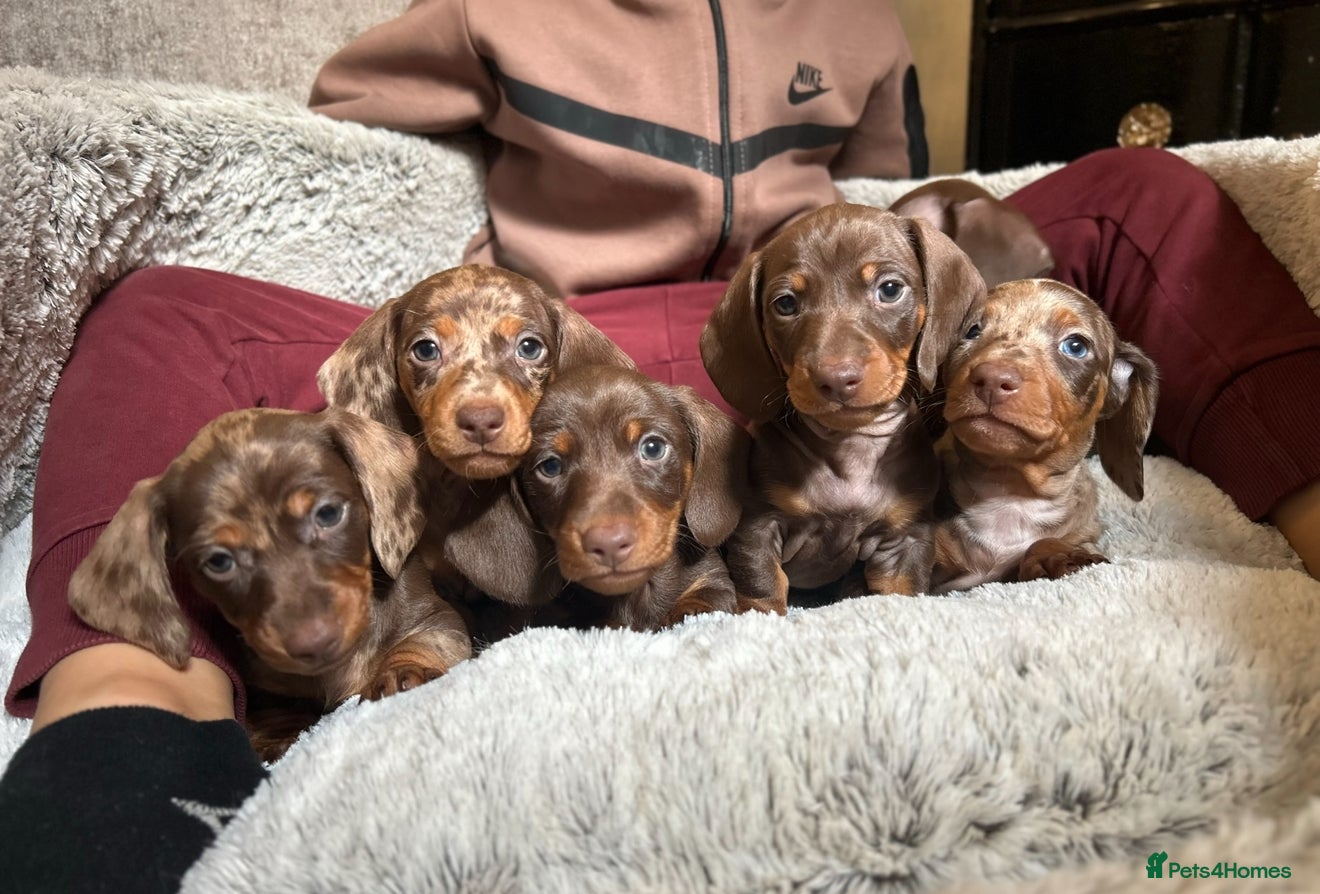 Miniature Dachshund dogs Ready NOW Mini Dachshunds  - Advert 6