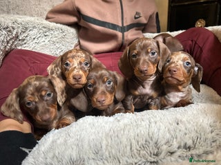 Miniature Dachshund dogs Ready NOW Mini Dachshunds - Advert 15