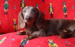 Miniature Dachshund dogs for sale: Adorable miniature dachshund puppies 3boys 1 girl - Advert 6