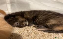 Turkish Angora cats for sale: 🐱🥰Kittens for sale - Image 5