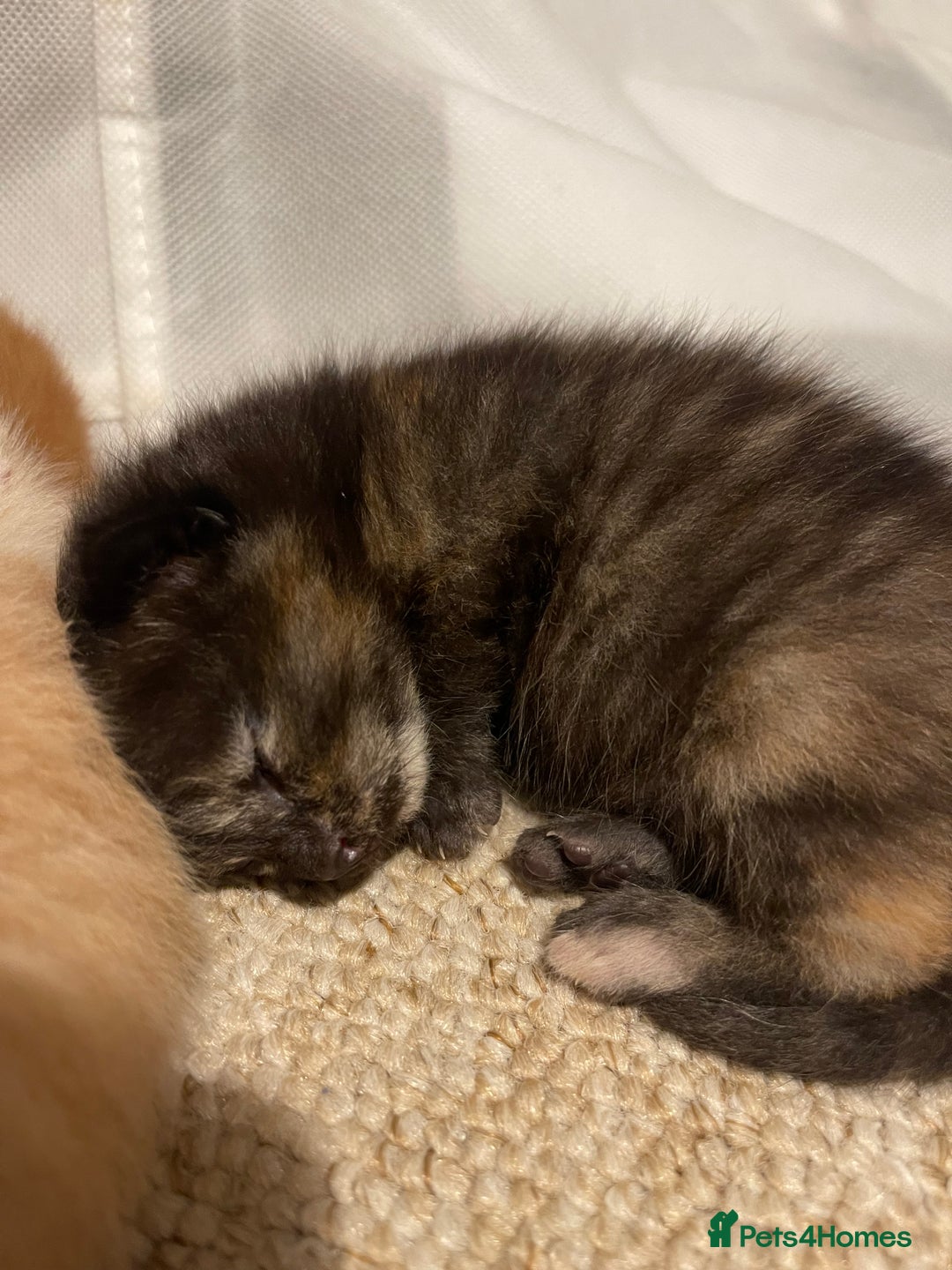 Turkish Angora cats for sale: 🐱🥰Kittens for sale - Image 5