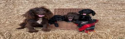 Cocker Spaniel dogs for sale: Working Cocker Spaniel Puppies  - Advert 10