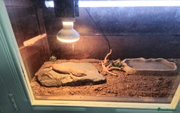 Monitor reptiles for sale: Bosc monitor can come with his homemade setup - Image 2
