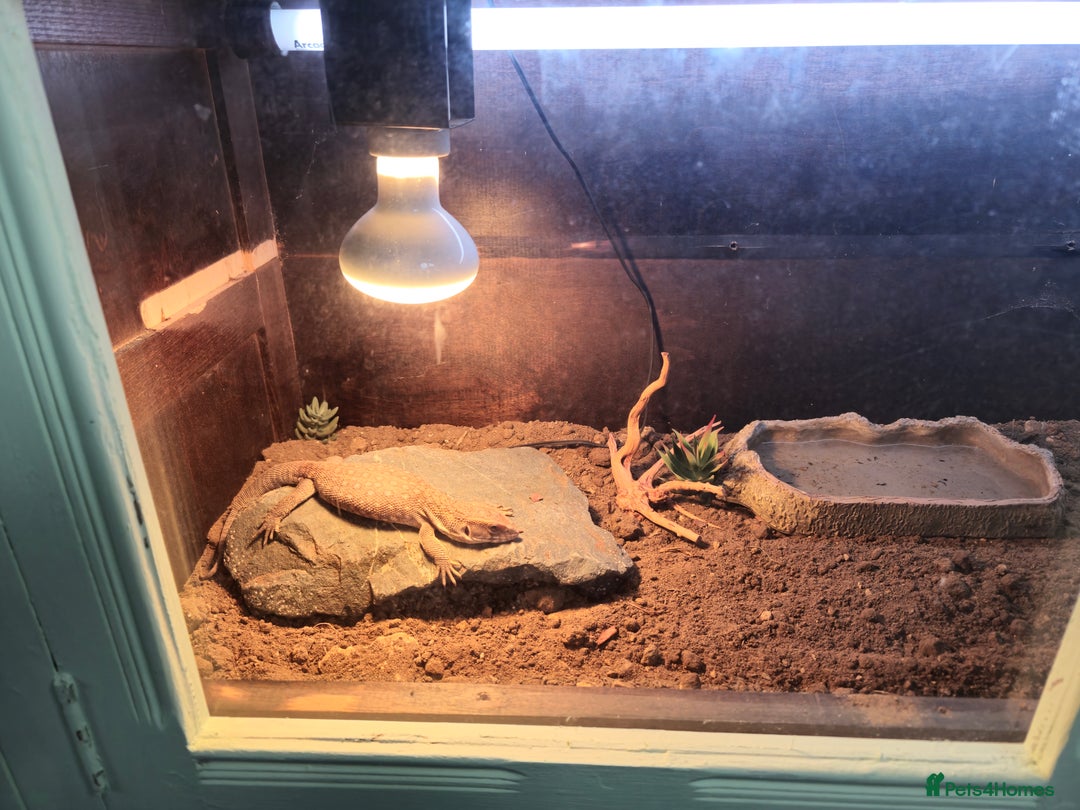 Monitor reptiles for sale: Bosc monitor can come with his homemade setup - Image 2
