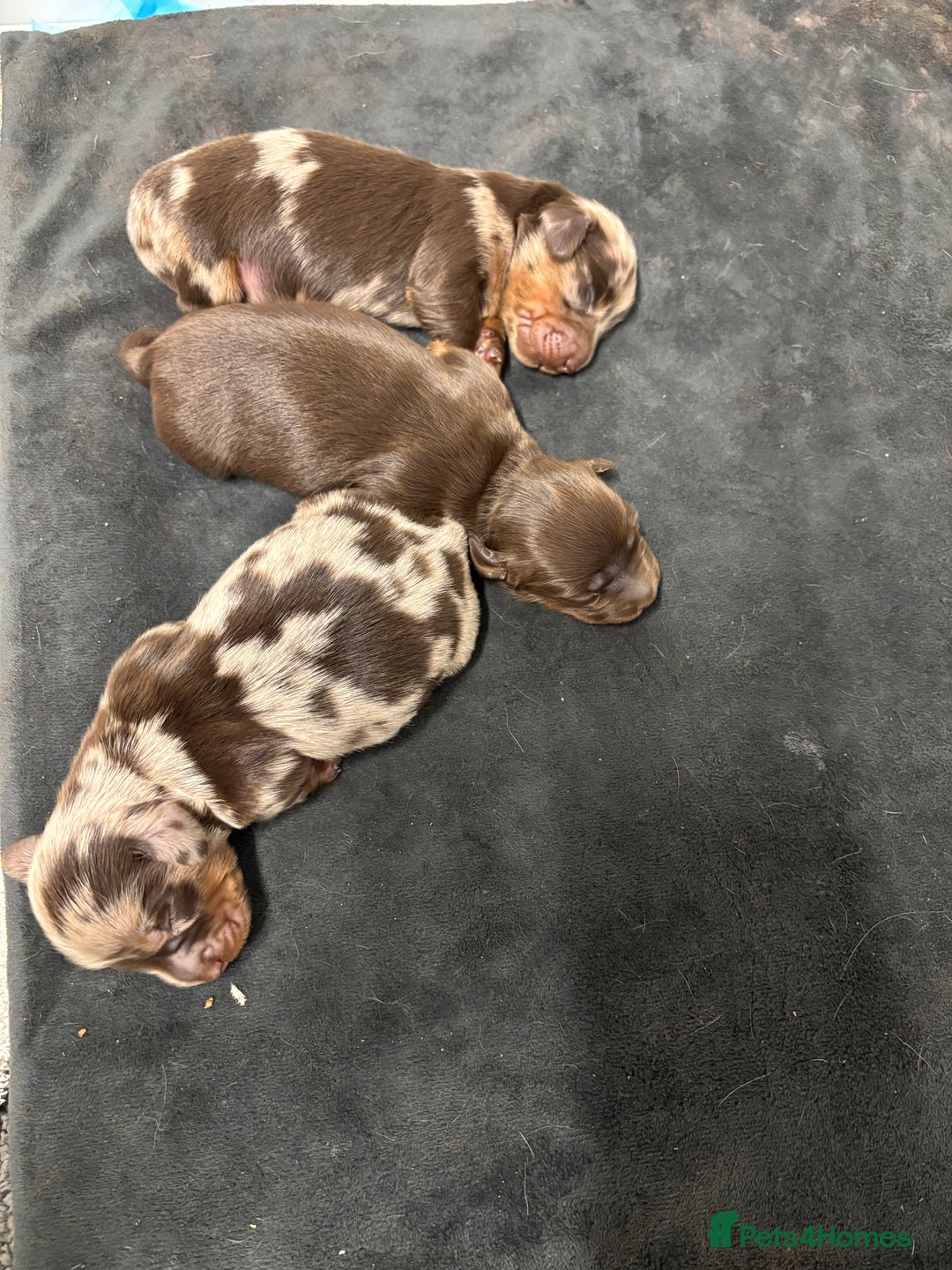 Miniature Dachshund dogs for sale: Beautiful long haired miniature dachshunds - Advert 3