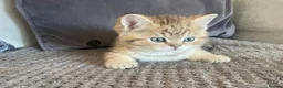 British Shorthair cats for sale: TICA reg black golden kittens  - Advert 16