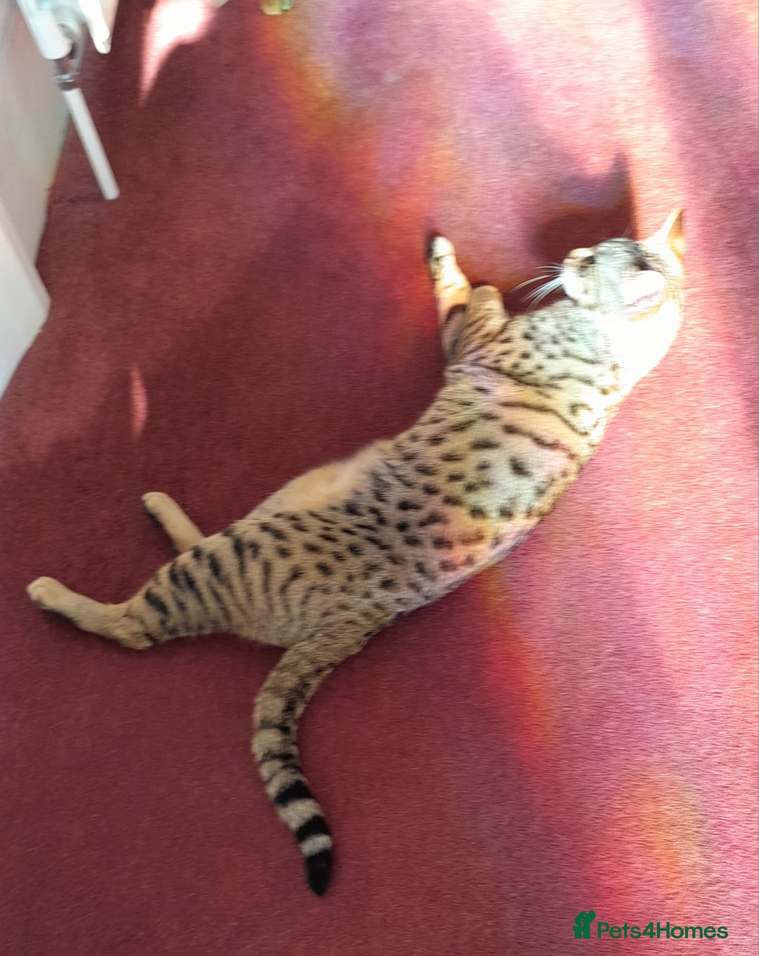 Savannah cats for sale: Pedigree Early generation TICA Reg Savannah Lady in Darlington - Image 17