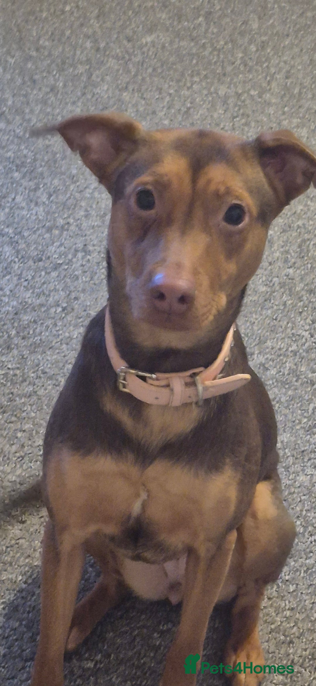 Mixed Breed dogs 1 year old Ava needs loving home  in Croydon - Advert 2