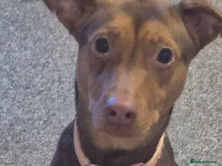 Mixed Breed dogs 1 year old Ava needs loving home in Croydon - Advert 2