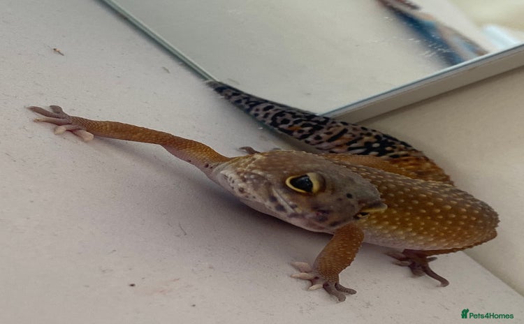 Leopard Gecko reptiles - Advert 2