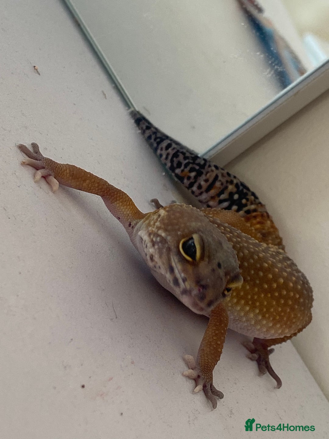 Leopard Gecko reptiles for sale: Leopard gecko - Image 1