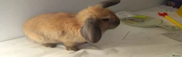 Mixed Breed rabbits for sale: Female and male rabbits - Advert 4