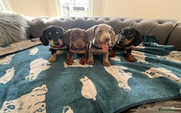 Dachshund dogs for sale: Dachshund puppies  - Image 11