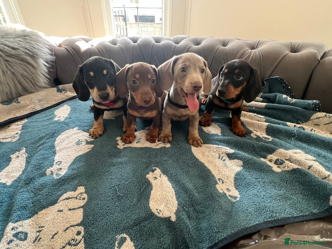 Dachshund dogs for sale: Dachshund puppies  - Image 11