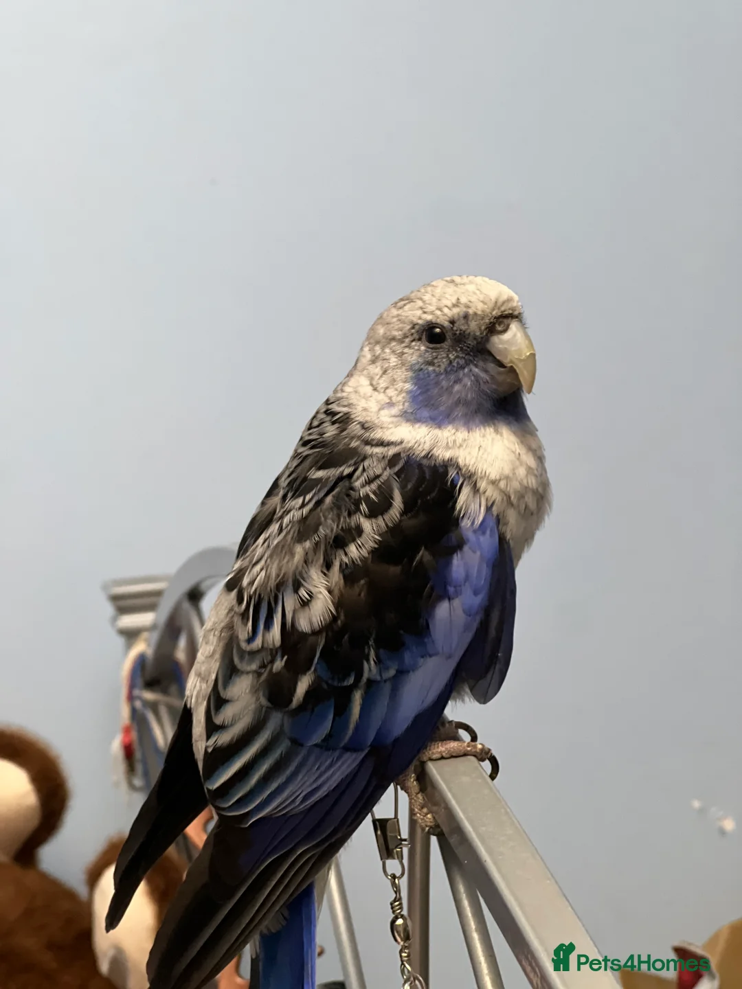 Budgerigars birds for sale: Blue pennant  - Advert 2