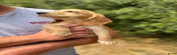 Cockapoo dogs for sale: Stunning ready now  - Advert 5