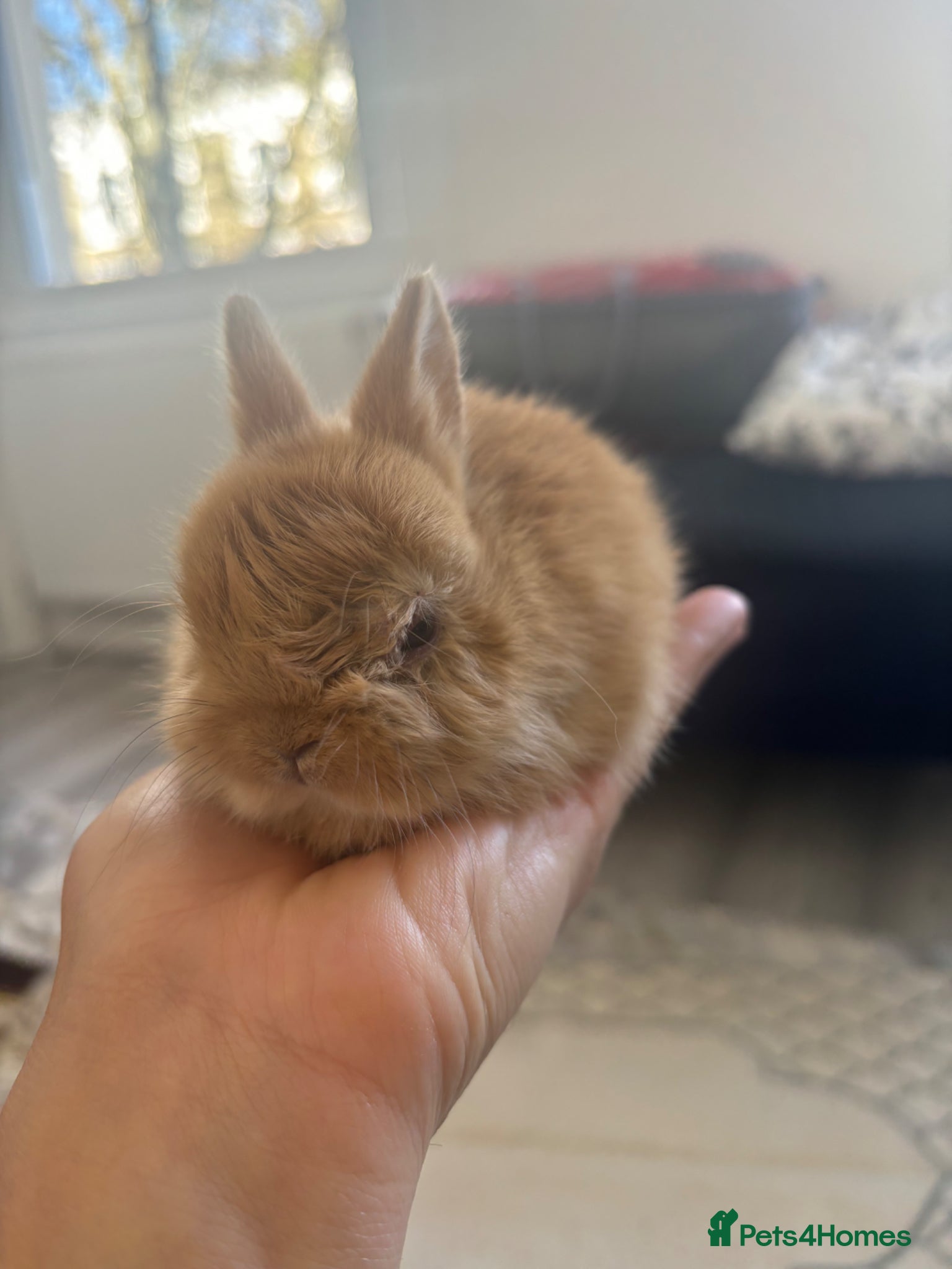Netherland Dwarf rabbits for sale: Netherland dwarf  in Harrow - Advert 5