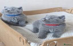 British Shorthair cats for sale: Amazing British shorthair blue kittens in Ware - Image 5