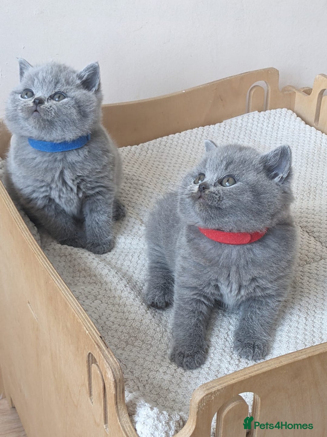 British Shorthair cats for sale: Amazing British shorthair blue kittens in Ware - Image 5