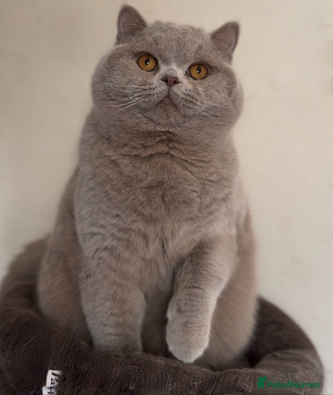 British Shorthair cats Beautiful Lilac British Shorthair Stud Duties - Advert 1