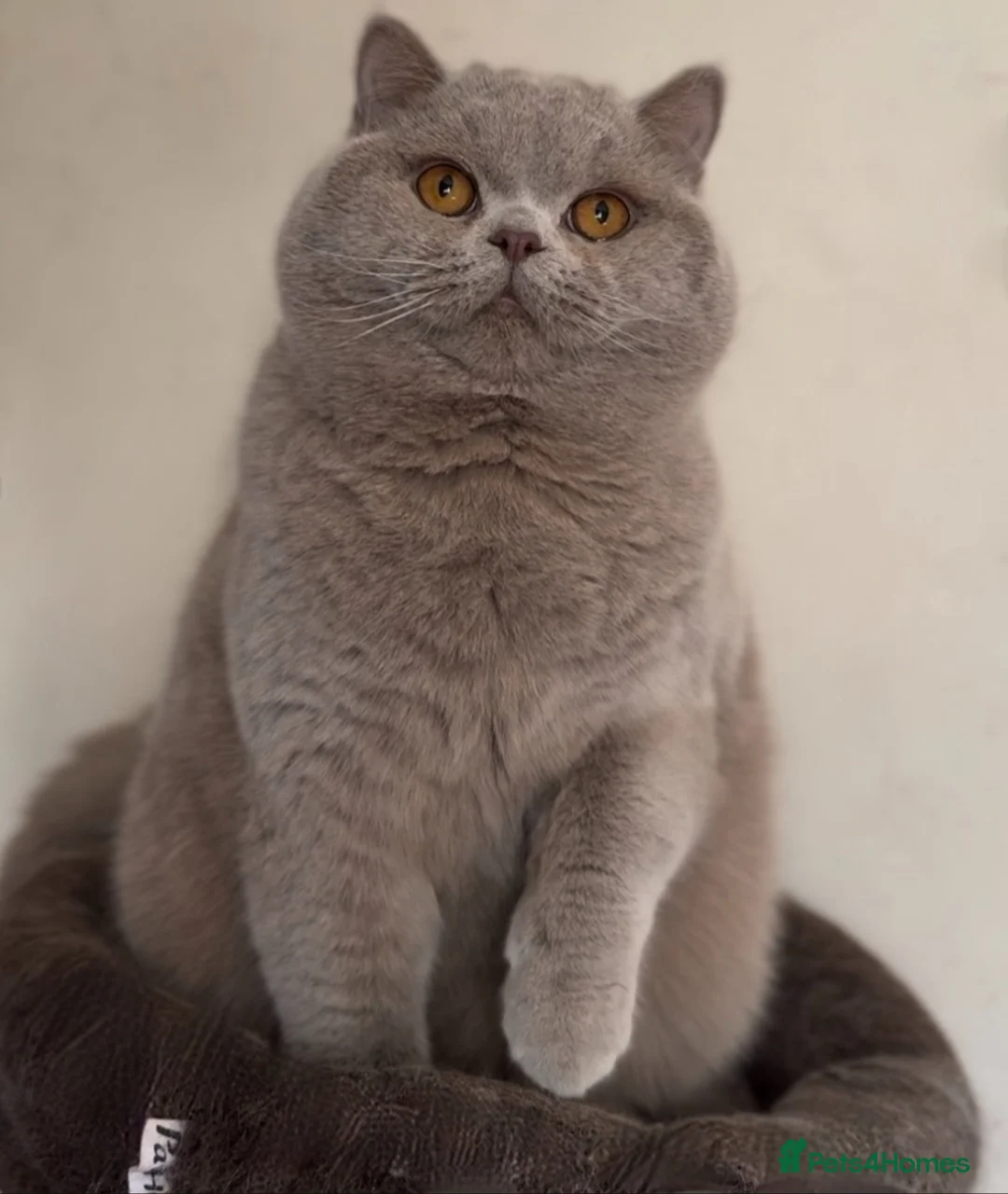British Shorthair cats for stud: Beautiful Lilac British Shorthair Stud Duties - Advert 1