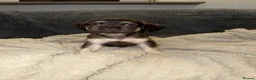 French Bulldog dogs for sale: Fluffy French bulldogs - Advert 17