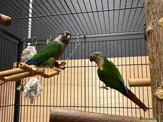 Conures birds Green Cheek Conures in Hornchurch - Advert 10