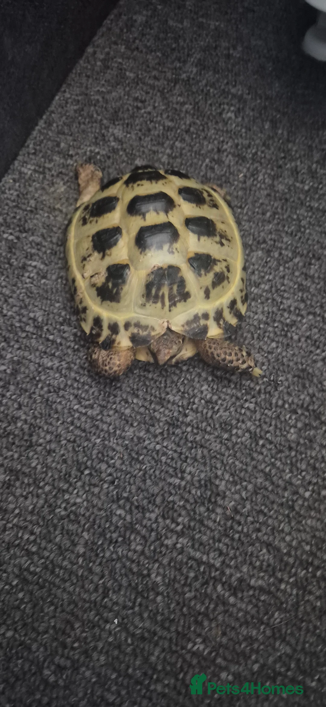 Tortoise reptiles for sale: Tortoise  - Advert 3