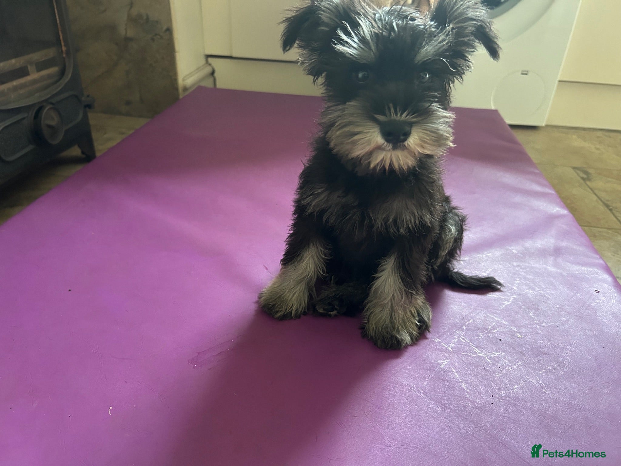 Miniature Schnauzer dogs Happy kc reg mini schnauzers - Advert 6