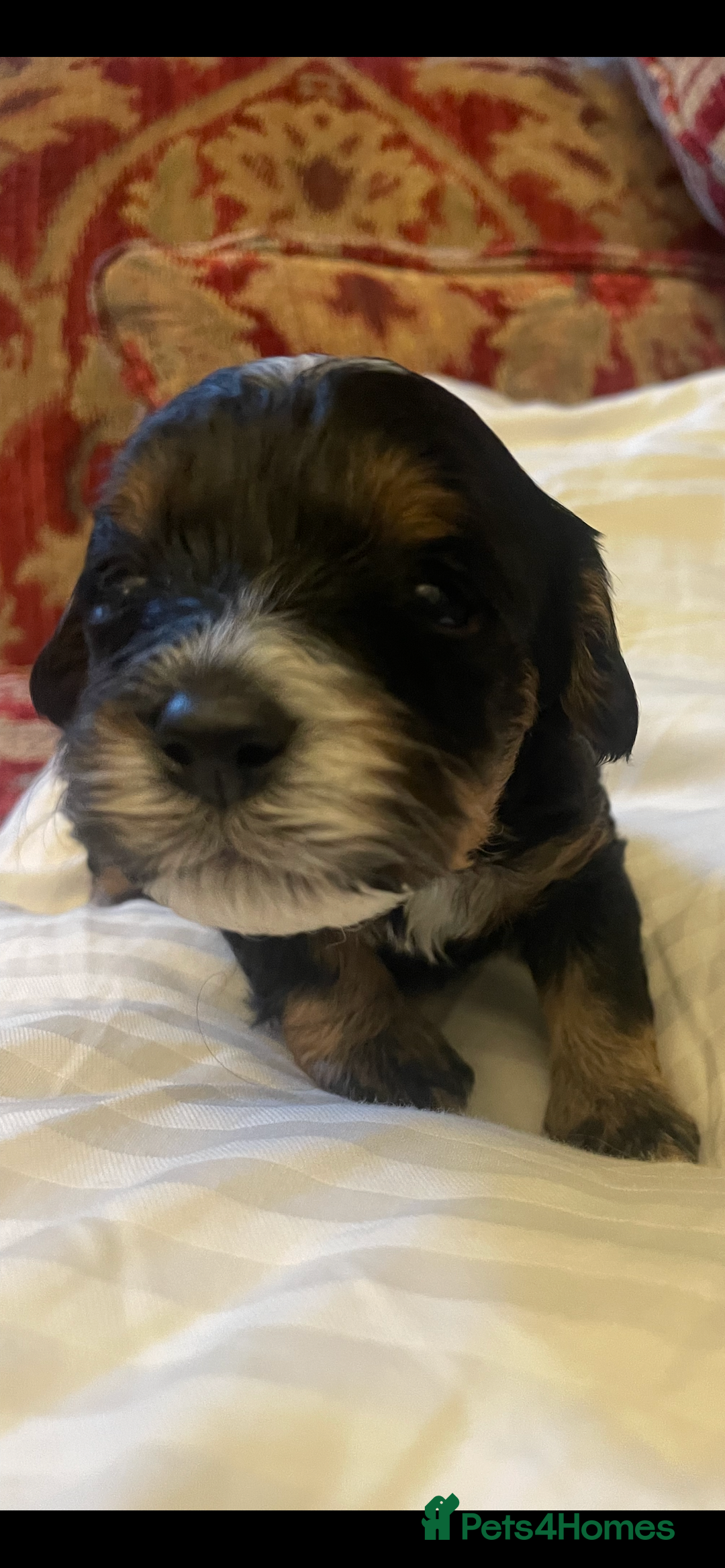 Cavapoo dogs for sale: Cavapoo - Advert 4