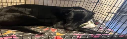 Sheprador dogs for sale: Oreo 3 years  in Nottingham - Advert 21