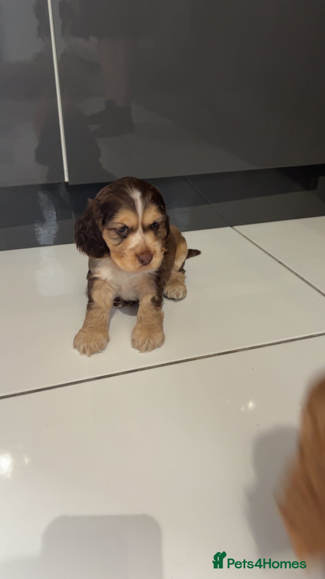 Cocker Spaniel dogs for sale: Show cocker spaniel puppies /ready to leave  - Image 16