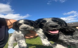 Cocker Spaniel dogs for sale: Stunning KC health tested Cocker pups  - Image 9