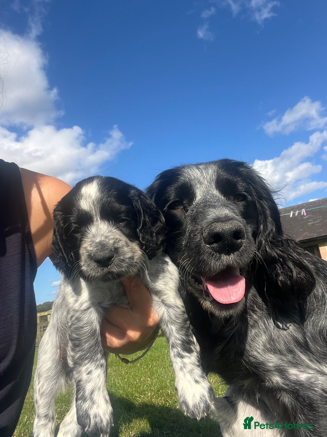 Cocker Spaniel dogs for sale: Stunning KC health tested Cocker pups  - Image 9